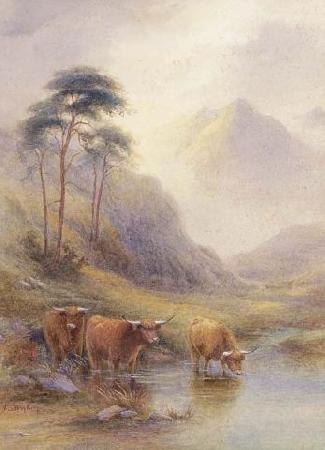 unknow artist Highland cattle in a stream